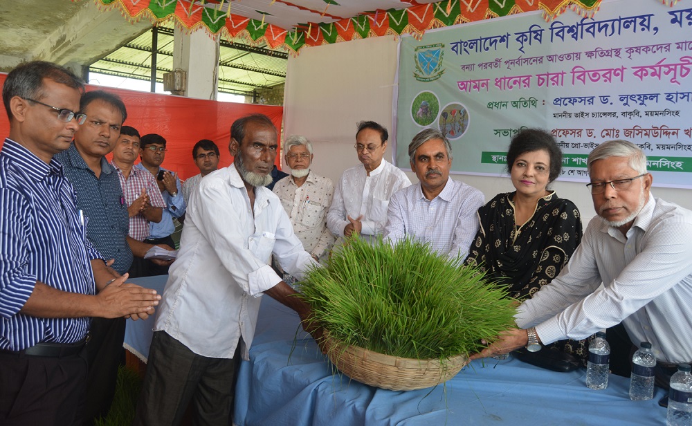 বন্যায় ক্ষতিগ্রস্তদের মাঝে আমন ধানের চারা বিতরণ করেছে বাংলাদেশ কৃষি বিশ্ববিদ্যালয়।
